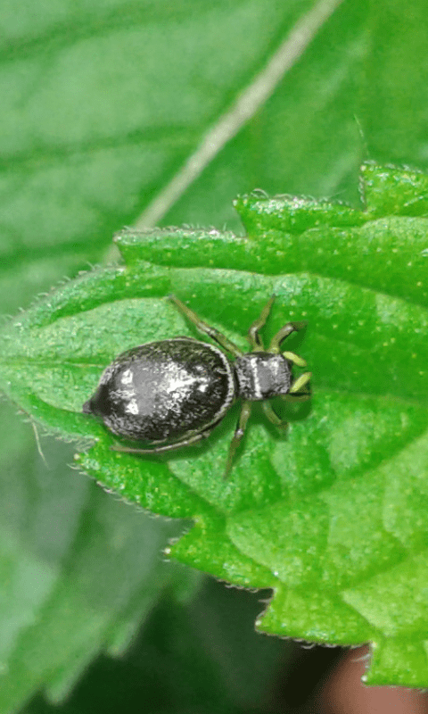 Salticidae : Heliophanus sp - prov. PD